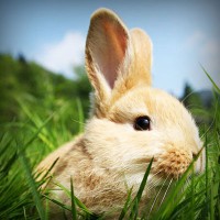 /album/%e8%84%b1%e6%af%9b%e3%83%a9%e3%83%9c%e5%b7%9d%e5%b4%8e%e3%80%82%e5%a4%a7%e5%ad%a6%e7%94%9f%e3%82%82%e9%80%9a%e3%81%88%e3%82%8b%e6%9c%88%e9%a1%8d%e3%82%b5%e3%83%ad%e3%83%b3/photolia-a03-jpg/